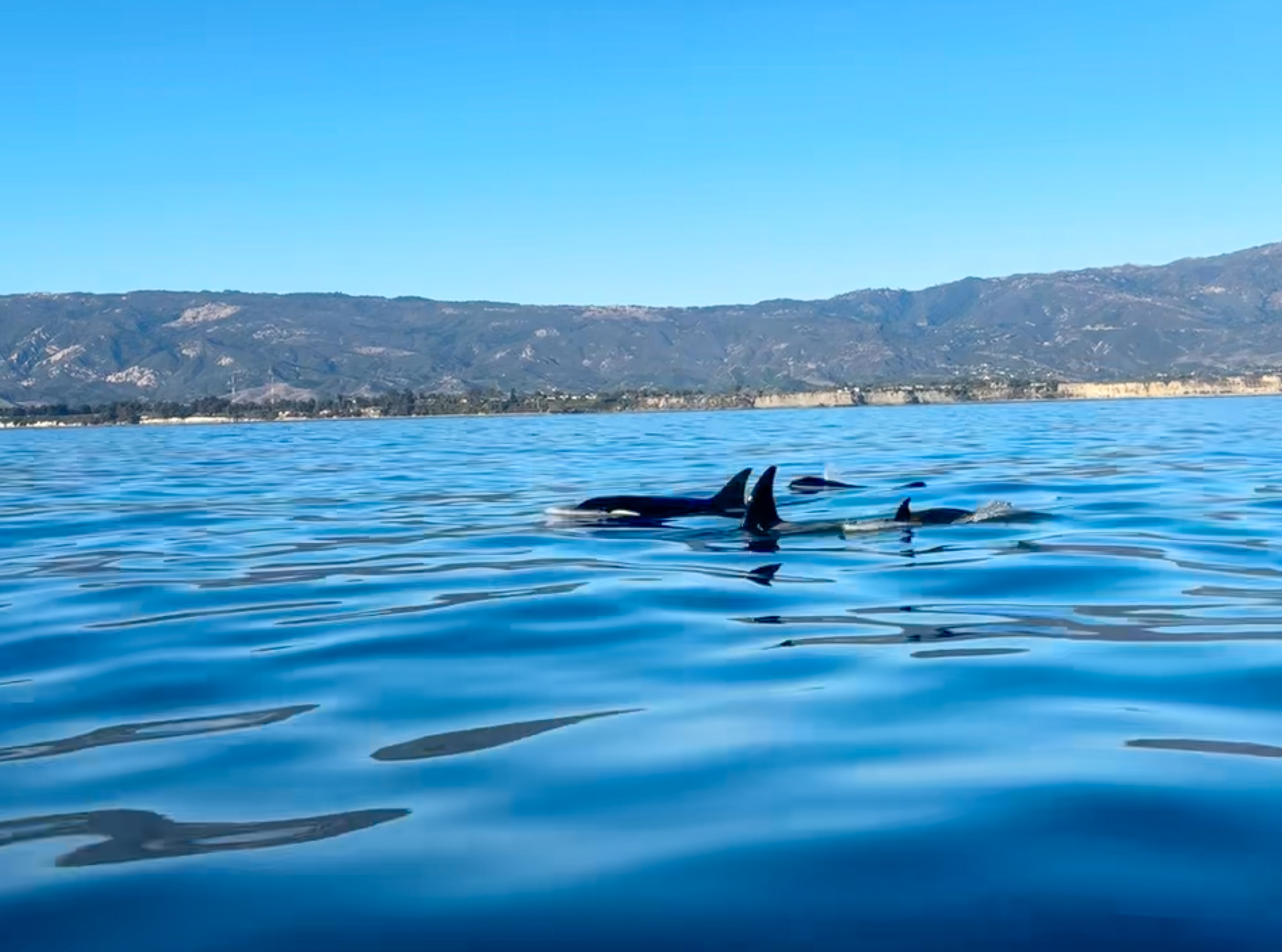 Whale Watching