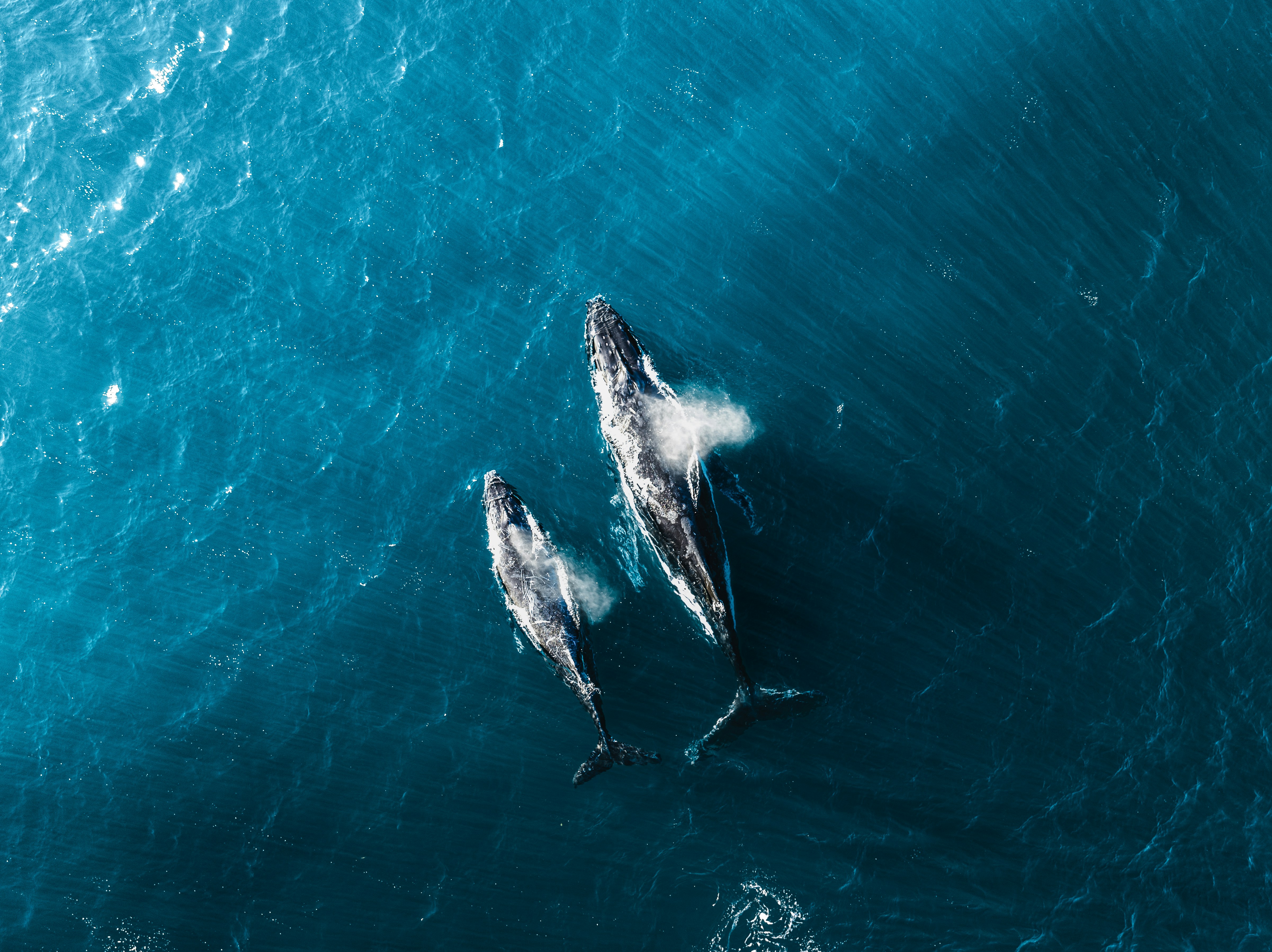 Humpback whale breaching near the Channel Islands