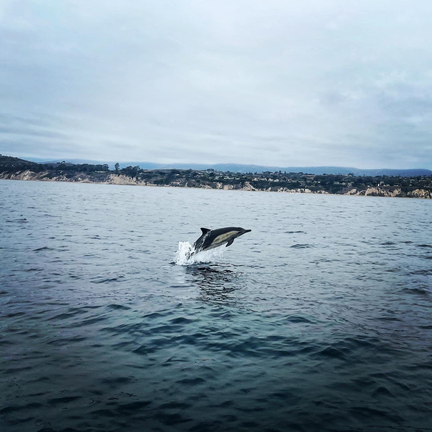 Marine Wildlife